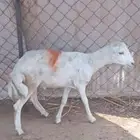 كبش تربيه مخصي 6 شهور