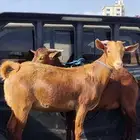 تيوس وخرفان للبيع