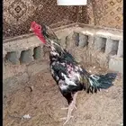 ديك الماني عل بلجيكي صحه شرط الطول تقريبا اربع بركات طبرجل