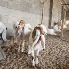 تيوس هجين هولندي مع عارضي