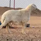 فحل حري صنف الصنف جذع مشروط