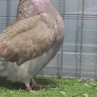 انثى فرش رديوس
