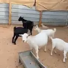 ماعز قزم أمهات منتجات وشبب مستويات بطله