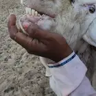 فحل هولندي صنف