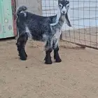 خمس صخلات عوارض طيبات
