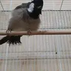 للبيع بلبول ذكر شرط