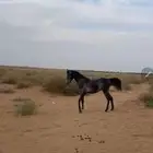 بيش