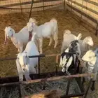 تيوس وجفار