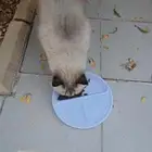 قط للتبني