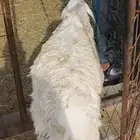 خرفان