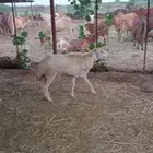 ابو حجر الاعلى