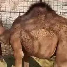 حشو قعدان عدد 5