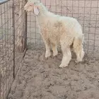 خروف هجين طيب