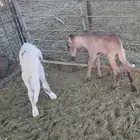 رخال سواكن دواغير