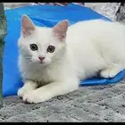 قط شيرازي نظيف ولطيف جدا جدا