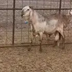 فحل ساكني طيييب