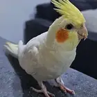 طائر كوكتيل(كروان) اصفر مفقود