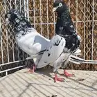 زوج باكستاني رام بوري
