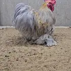 دجاج كوشن