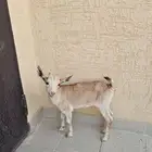 ماعز قزمي لون مميز الرياض