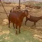 تيس ادهم فحل للبيع