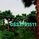 نخل واشنطني واشنطونيا