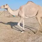 عشرا هجن طيبه للبيع