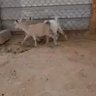 للبيع ماعز قزم احجام صغيرة مميزة