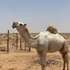 جمل مزيون طيب