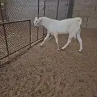 مشروع فحل بيشي فاخر