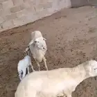 رخل سديس منتوج ورخل رباع ملقحه