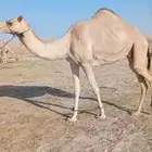 عشرا هجن طيبه