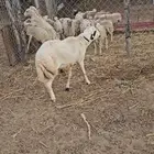 كبش بلدي مشروط صحه ونظافه