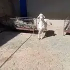 فحل حري فاخر جذع مشروط