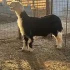 مشروع فحل نجدي