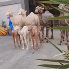 مجسم الجمل يحاكي الواقع