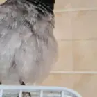 للبيع بلبول حساوي