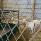 3 جفرات ماعز قزم اناثي حلوات