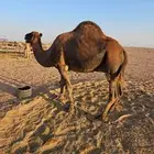 جمل احمر ادهم للبيع