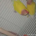 روز لاتينو