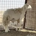 فحل حري مشروط