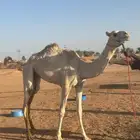 بكره هجن حقه للبيع