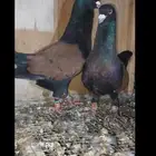 زوج قرنفلي..حقل