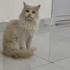 قطوه شيرازيه