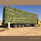 سوق البرسيم الاعلاف بالجمله