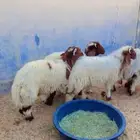 طليان نعيم الرياض حي الشفاء أي مكان نوصل فيه ذبح باقي اثنين
