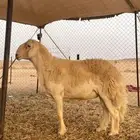 خروف فحل صنف الصنف