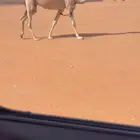 عشرا تحتها بكره للبيع