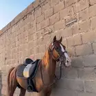 خيل شعبي