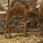 قعدان لباني